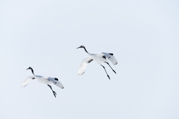 Japanese Red-Crowned Cranes in Flight in Winter in Hokkaido Japan