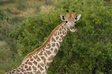 The giraffe is the tallest land-dwelling and largest ruminant mammal of all extinct species