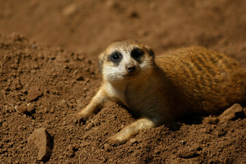 Fototapeta premium The meerkat is a colonial carnivorous mammal, 24 to 30 cm long, native to Africa.