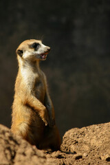 The meerkat is a colonial carnivorous mammal, 24 to 30 cm long, native to Africa.