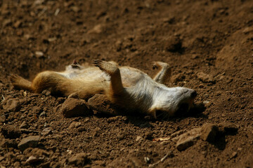 The meerkat is a colonial carnivorous mammal, 24 to 30 cm long, native to Africa.
