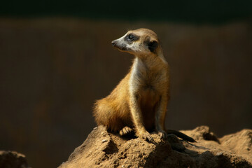 The meerkat is a colonial carnivorous mammal, 24 to 30 cm long, native to Africa.