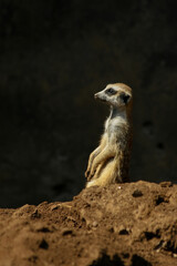 Naklejka na ściany i meble The meerkat is a colonial carnivorous mammal, 24 to 30 cm long, native to Africa.