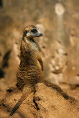 The meerkat is a colonial carnivorous mammal, 24 to 30 cm long, native to Africa.