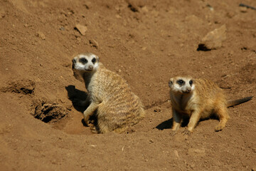 The meerkat is a colonial carnivorous mammal, 24 to 30 cm long, native to Africa.