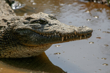 Naklejka premium Crocodiles are a group of reptiles with bony scales that inhabit swamps and water bodies in warm regions.