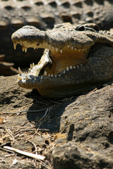 Crocodiles are a group of reptiles with bony scales that inhabit swamps and water bodies in warm regions.