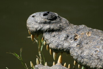 Crocodiles are a group of reptiles with bony scales that inhabit swamps and water bodies in warm regions.