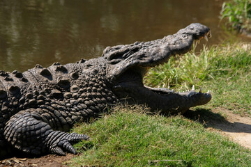 Crocodiles are a group of reptiles with bony scales that inhabit swamps and water bodies in warm regions.