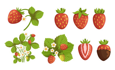 Set Of Strawberry Sweet, Juicy Red Berries With Small Seeds And Green Leafy Tops, Used In Desserts, And Drinks
