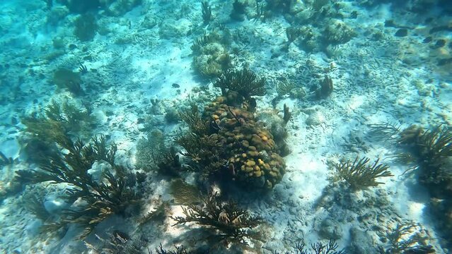 Reef fish swimming among the rock and coral reef in Cayman Islands.