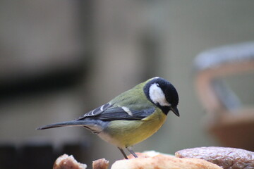 Obraz premium a woodpecker