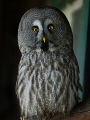  portrait great grey owl (Strix nebulosa), also known as great gray owl