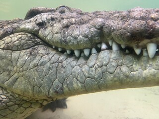 Obraz premium Impressive nile crocodile closeup underwater photography 