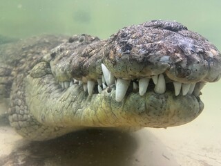 Obraz premium Impressive nile crocodile closeup underwater photography 
