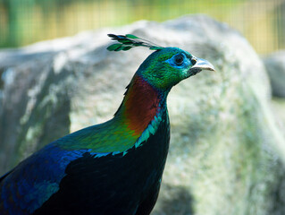 Portrait of Himalayan or Impeyan monal (Lophophorus impejanus)