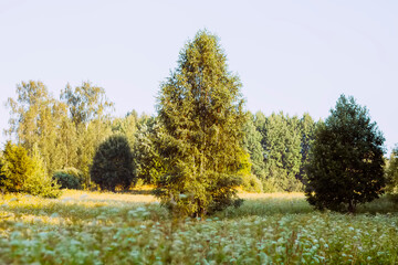 Landscape in the countryside in summertime.