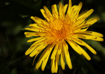 yellow dandelion flower close detailed