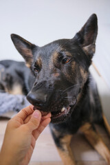 German shepherd dog eating a meat treat out of hand