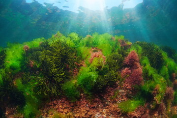 Fototapeta na wymiar Green and red seaweed underwater in the Atlantic ocean, Spain, Galicia