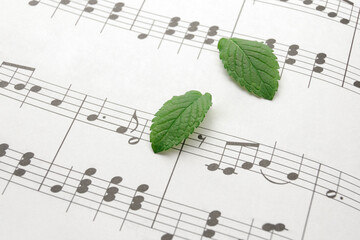 Fototapeta na wymiar Herb leaves on sheet music.