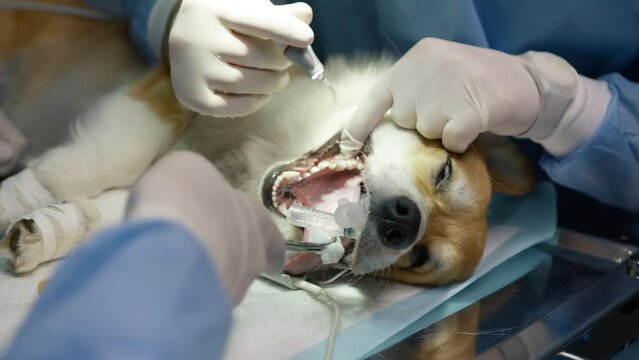 Slow motion Corgi dog under anesthesia. Shot of licensed veterinarians perform professional teeth cleanings on ensuring proper oral hygiene and disease prevention for funny unconscious dog 4K footage