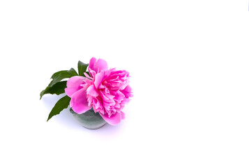 Pink peonies. Beautiful spring flowers in ceramic vase on white background.