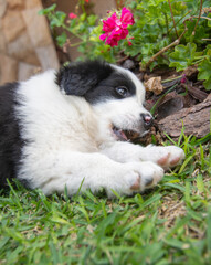 Fototapeta premium puppy sleeping