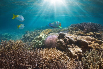 Underwater sunlight on a coral reef with fish in the ocean, south Pacific, New Caledonia, Oceania