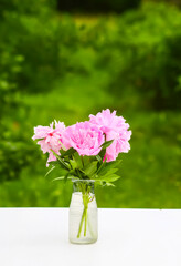 Pink peonies. Beautiful spring flowers in glass vase.
