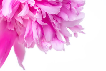 Pink peonies. Beautiful spring flowers in flowering season.