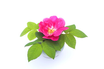Pink dogrose or Rosa rubiginosa plant.