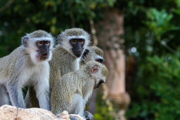 Vervet monkey perching on wood in background of green leaves