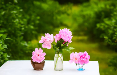 Pink peonies. Beautiful spring flowers in flowering season.