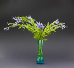 Beautiful garden flowers in bloom. Decorative plants in flowering season.