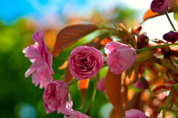 Obraz na płótnie Canvas Sakura flowers bloom on branches in spring.