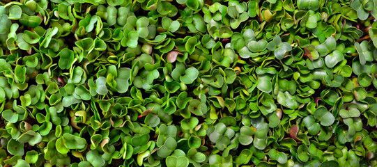 Texture of young, green leaves of radish microgreens