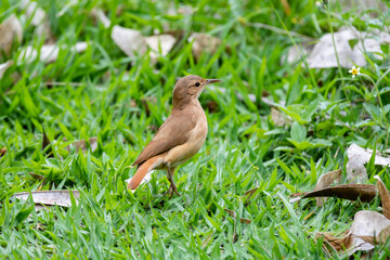 Traditional Brazilian bird known as 