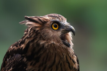 Closeup head Buffy Fish Owl, the closeup image of Buffy fish owl
