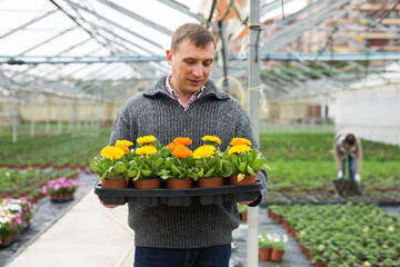 Mature man florist holding crate with pots of gerbera in hothouse..