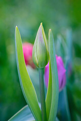 Beautiful fresh tulip bud on a blurred background, closeup of a tulip bud with selective focus, beautiful floral background.