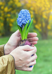 A person holds a hyacinth in her hands, selective focus.	