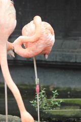 pink flamingo in the zoo