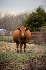 pregnant red cow