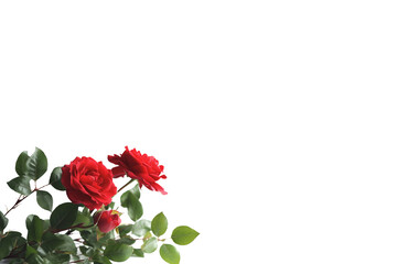 A simple design of a red rose placed on the bottom left of the screen, a pure white background for copy space, Generative AI