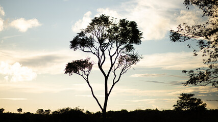 Fototapeta na wymiar silhueta de árvore alta e fina em fundo azul com núvens paisagem