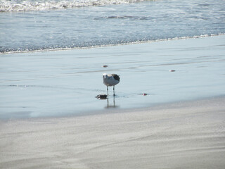 Seagull and fish head on the shore of Bucalemu beach, Chile