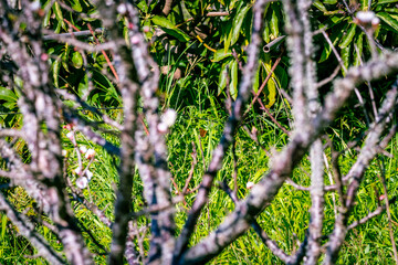 Mariposa entre ramas de un árbol.