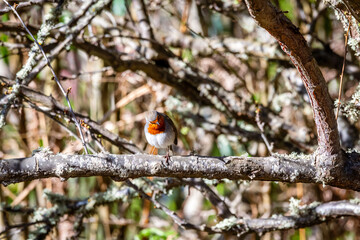 Pájaro posado en la rama de un árbol.