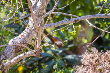 Obraz premium Pájaro posado en la rama de un árbol.